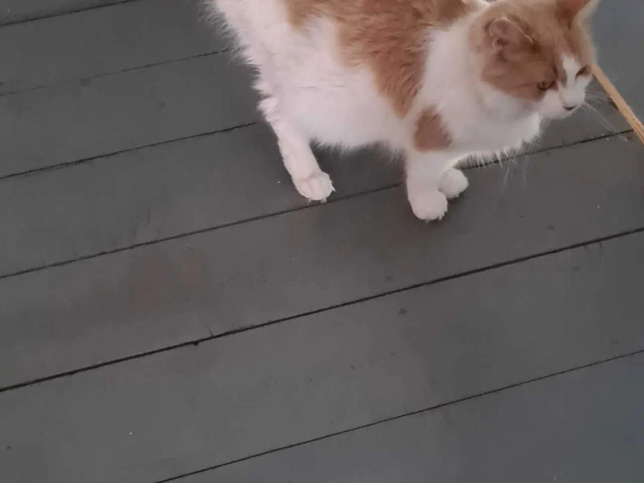 Billede 3 - Maine Coon pige