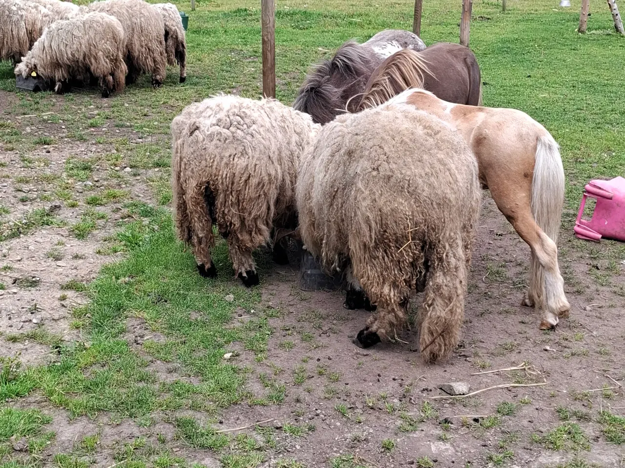 Billede 8 - Valais Blacknose får