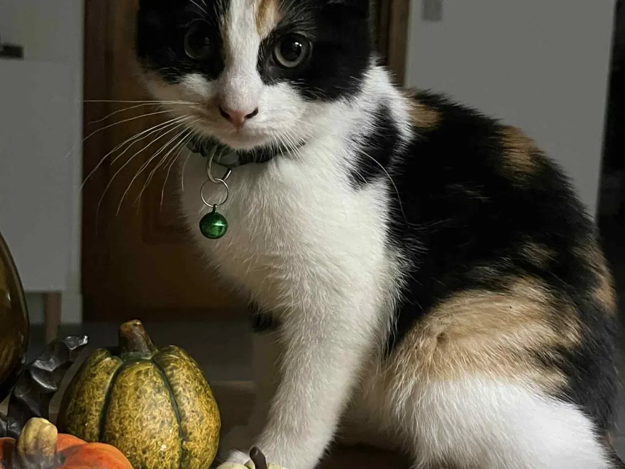 Billede 8 - Hun-killing Maine Coon-blanding