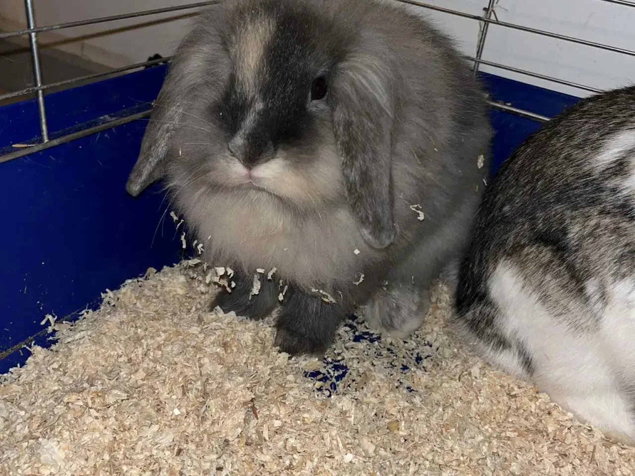 Billede 2 - 2  hun dværgkaniner søger nyt hjem