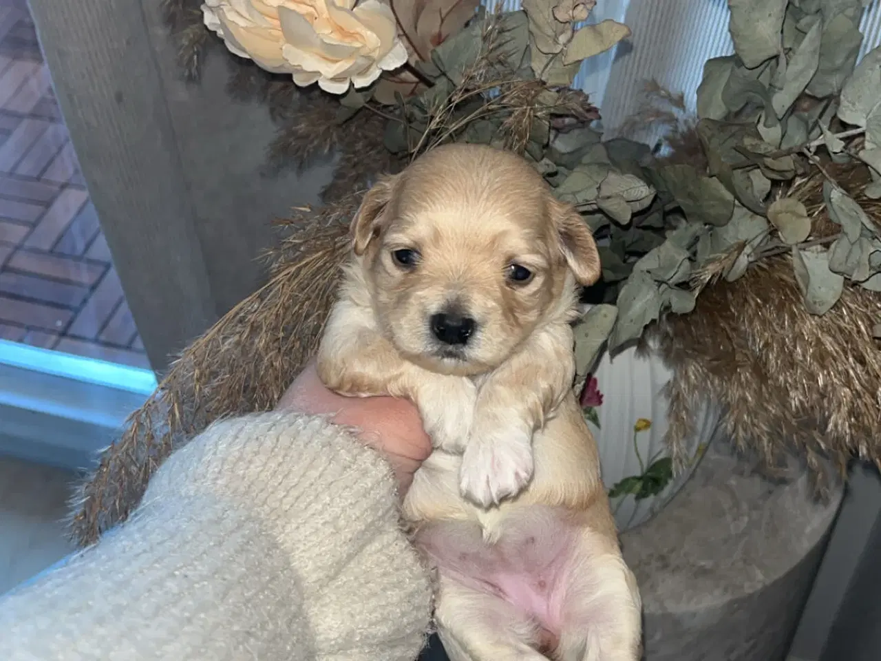 Billede 2 - Bichon havanais hvalpe