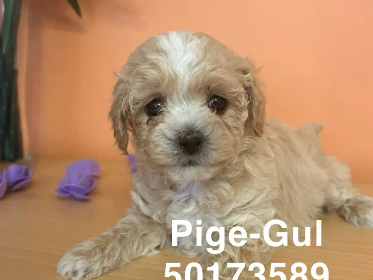 Billede 5 - Maltipoo 7 uger