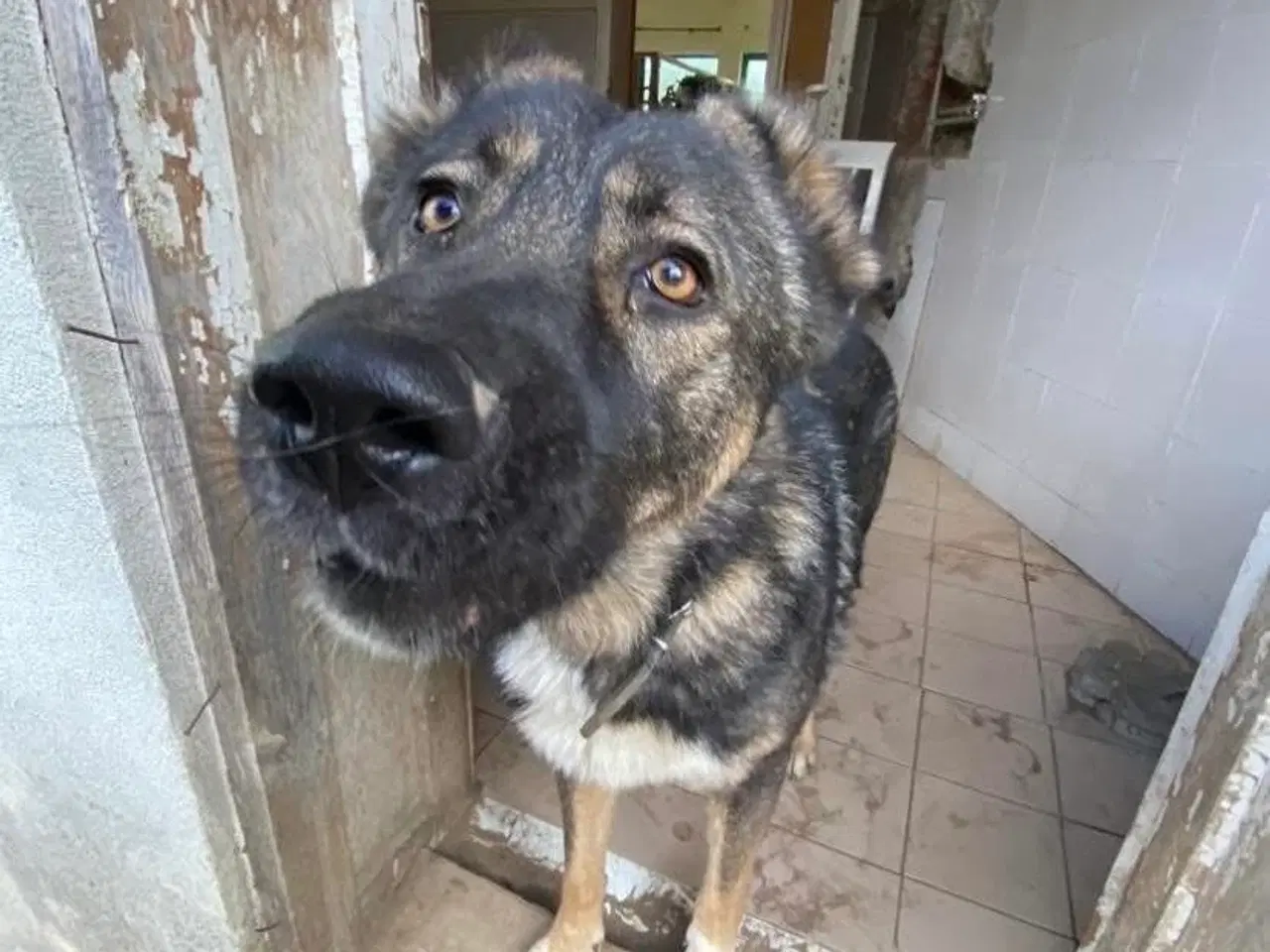 Billede 15 - Skøn bamse søger familie! 🤎