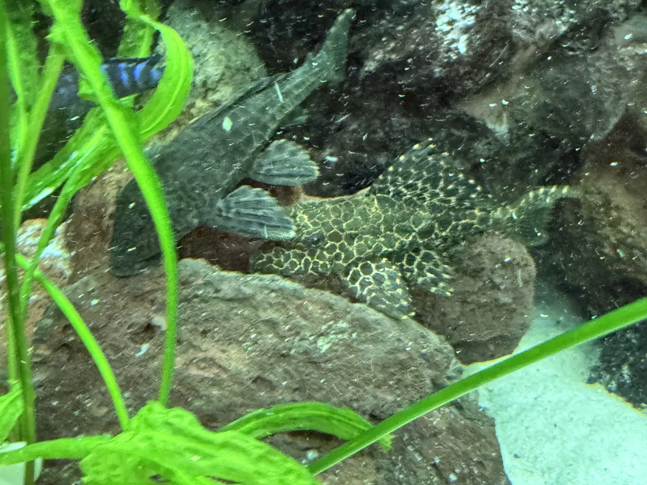 Billede 2 - Pleco maller - Hurtig Handel foretrækkes