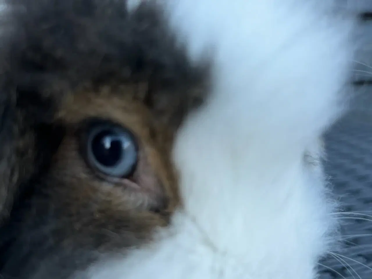 Billede 3 - Kanin nyt hjem 