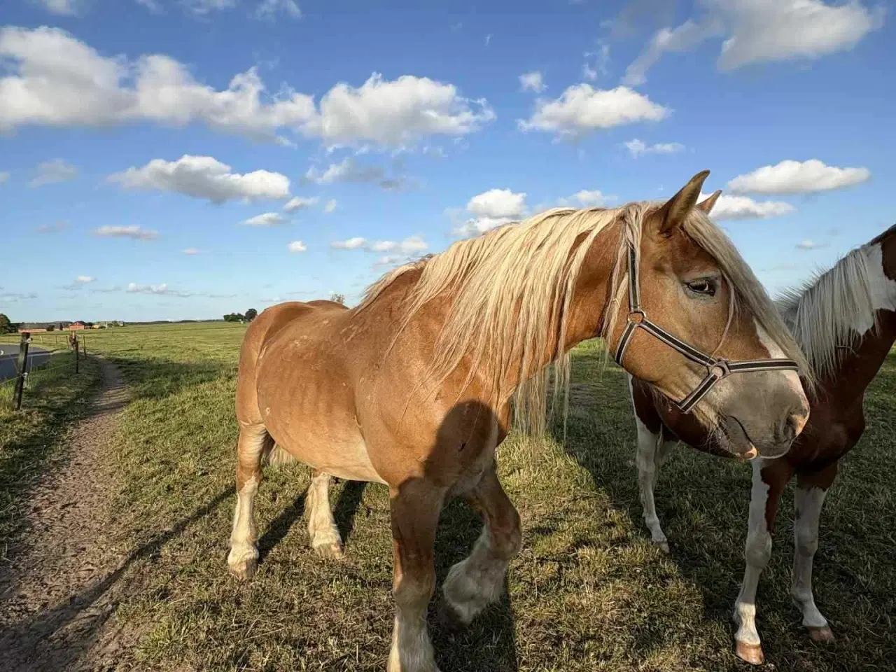 Billede 1 - Sød rideskole hest 