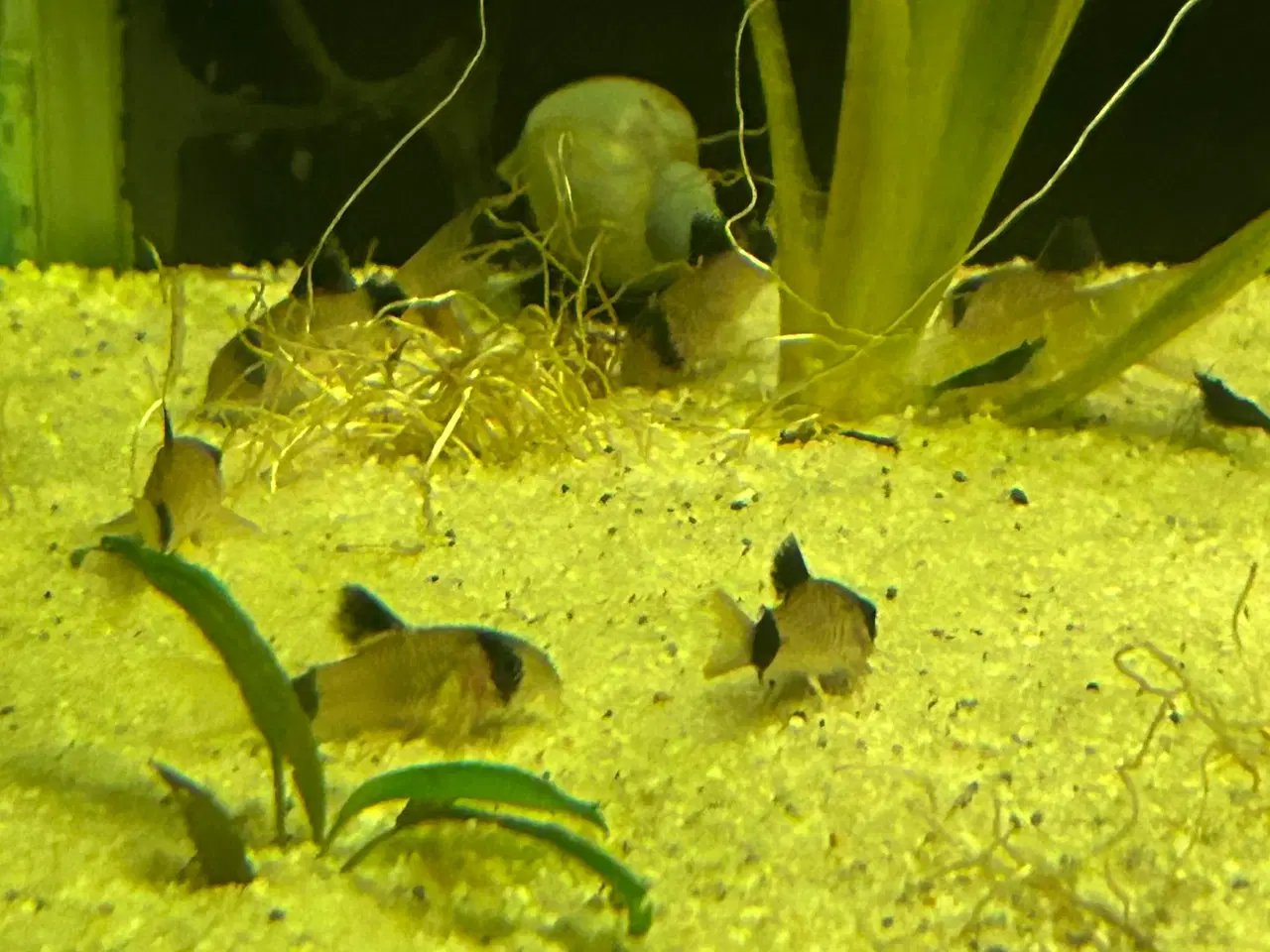 Billede 4 - 🐼🐟 Panda pansermaller – Sunde og aktive | Viby j