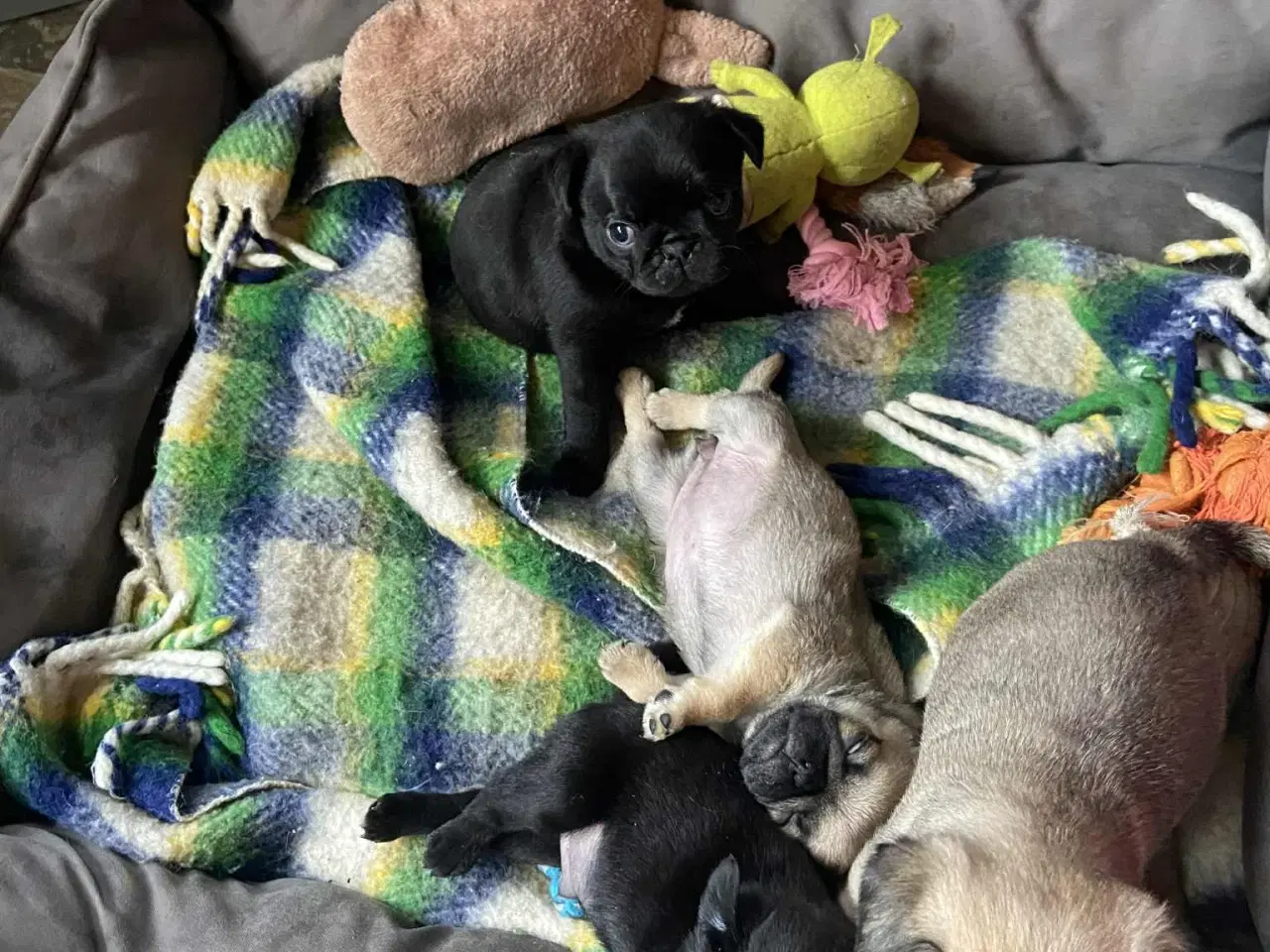 Billede 10 - Små frække moppeloppe bamser