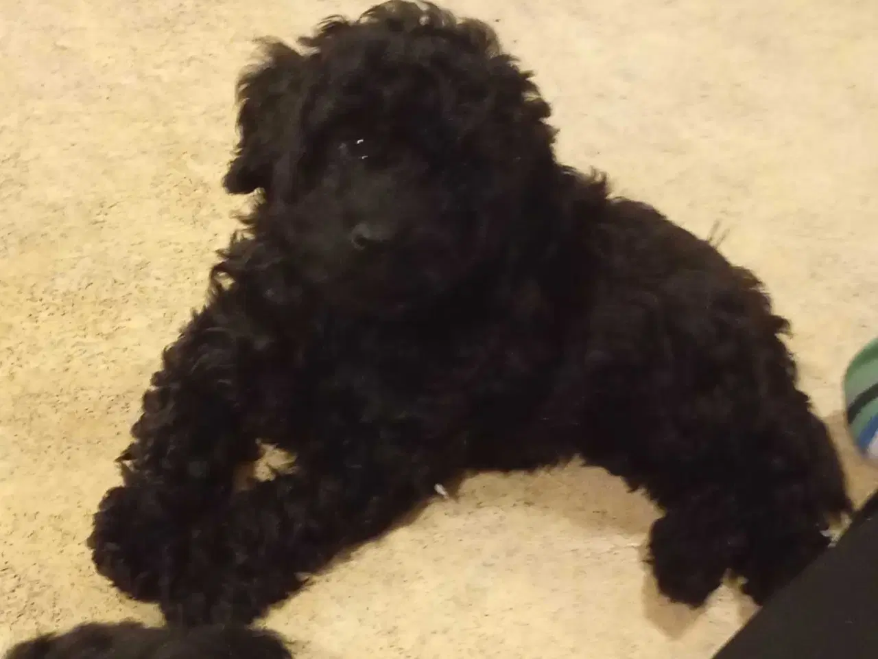Billede 2 - F1b cockerpoo tæver 