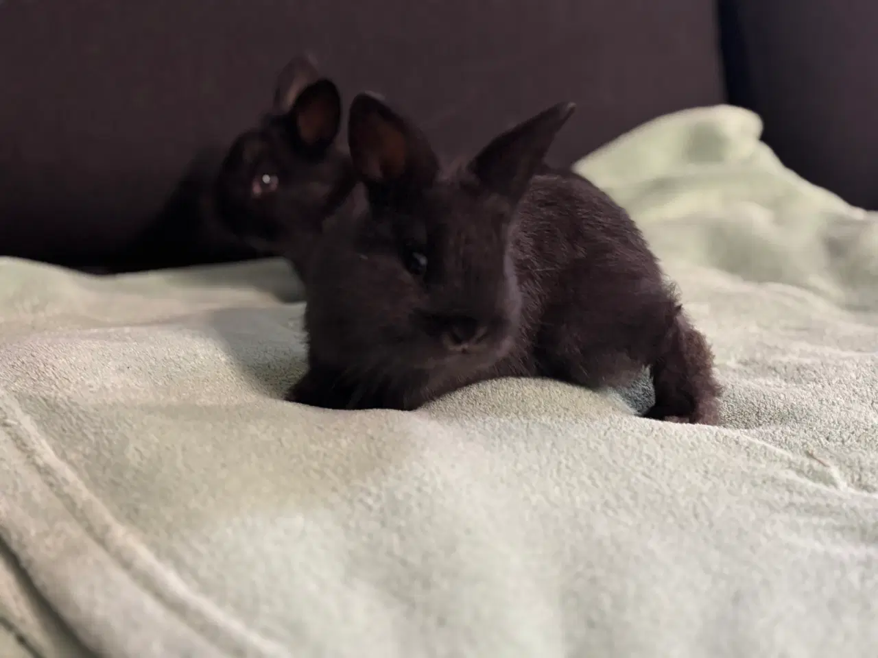 Billede 2 - Kaninunger gives væk