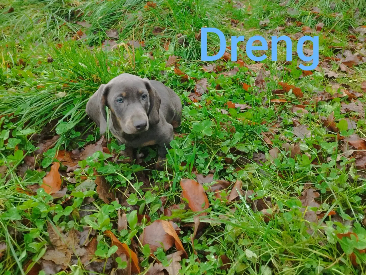 Billede 4 - GRAVHUNDE HVALPE KORTHÅRET UNIKKE FARVER