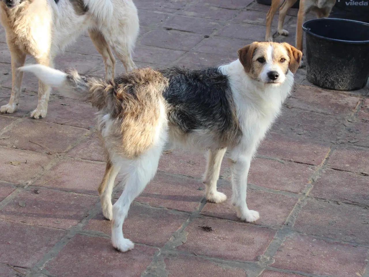 Billede 2 - Vita søger familie! 🩷