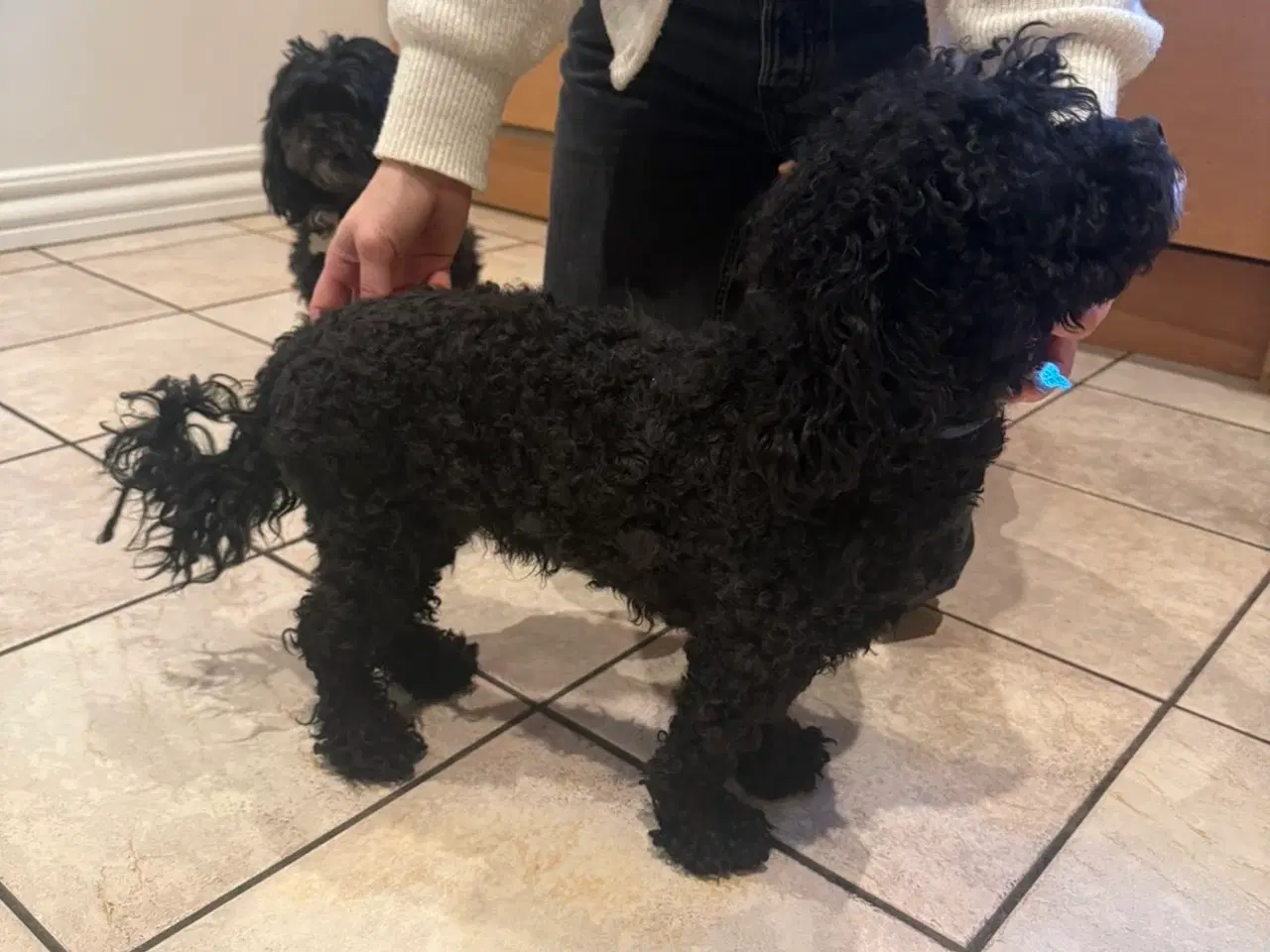 Billede 6 - Milo til avl 