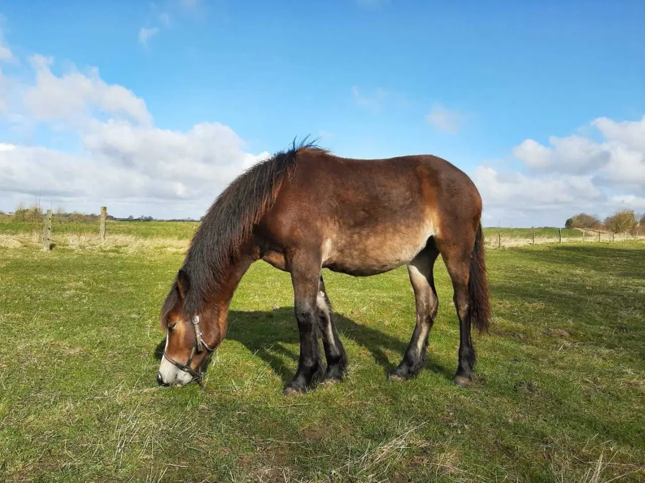 Billede 10 - Nordsvensk hoppe sælges 
