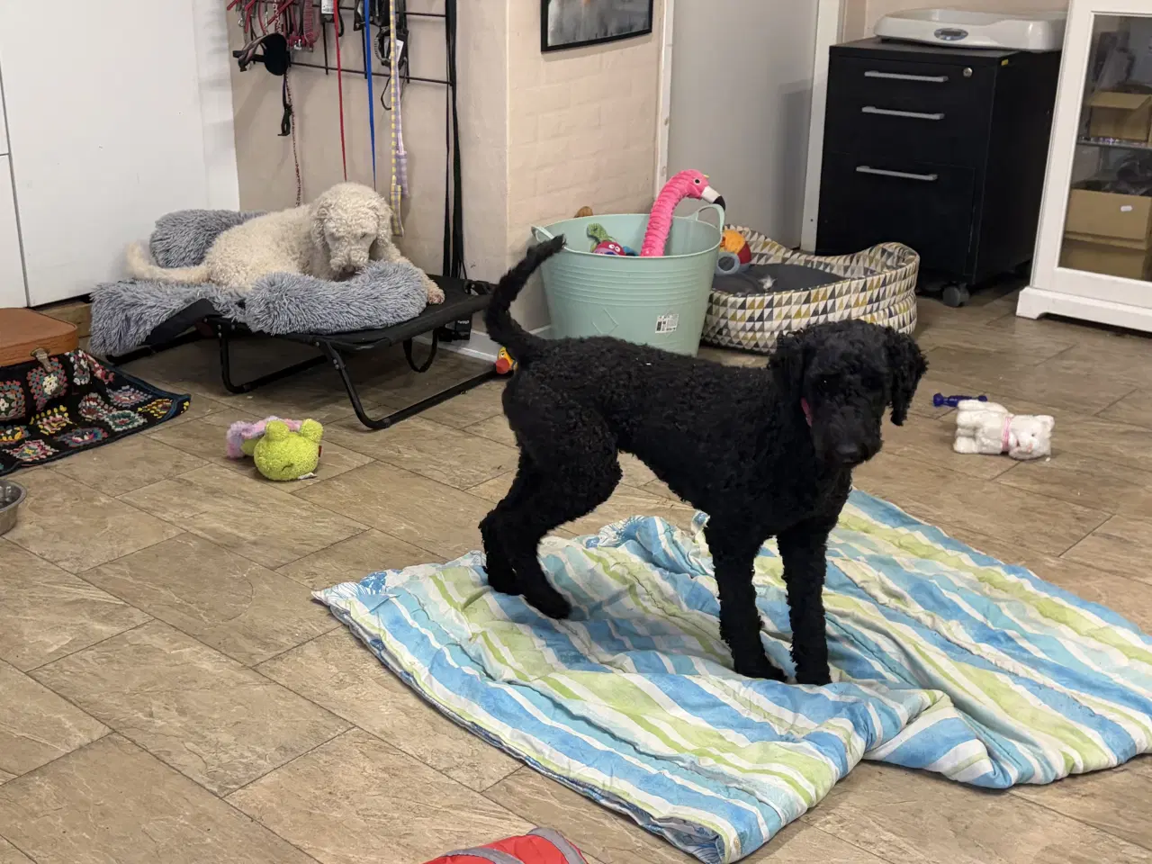 Billede 6 - 2 mellem puddel piger 