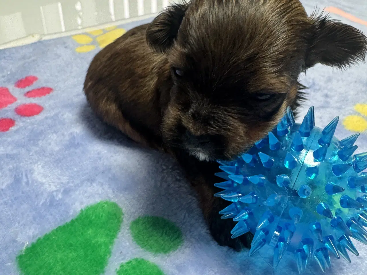 Billede 3 - Bichon havanaiser hvalpe med stamtavle 