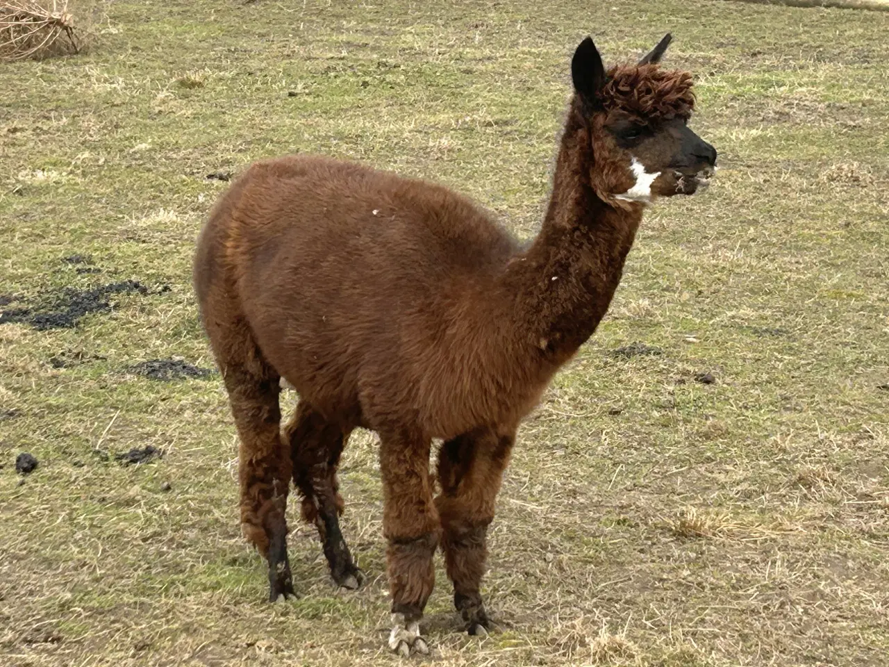 Billede 5 - Alpaca alpaka