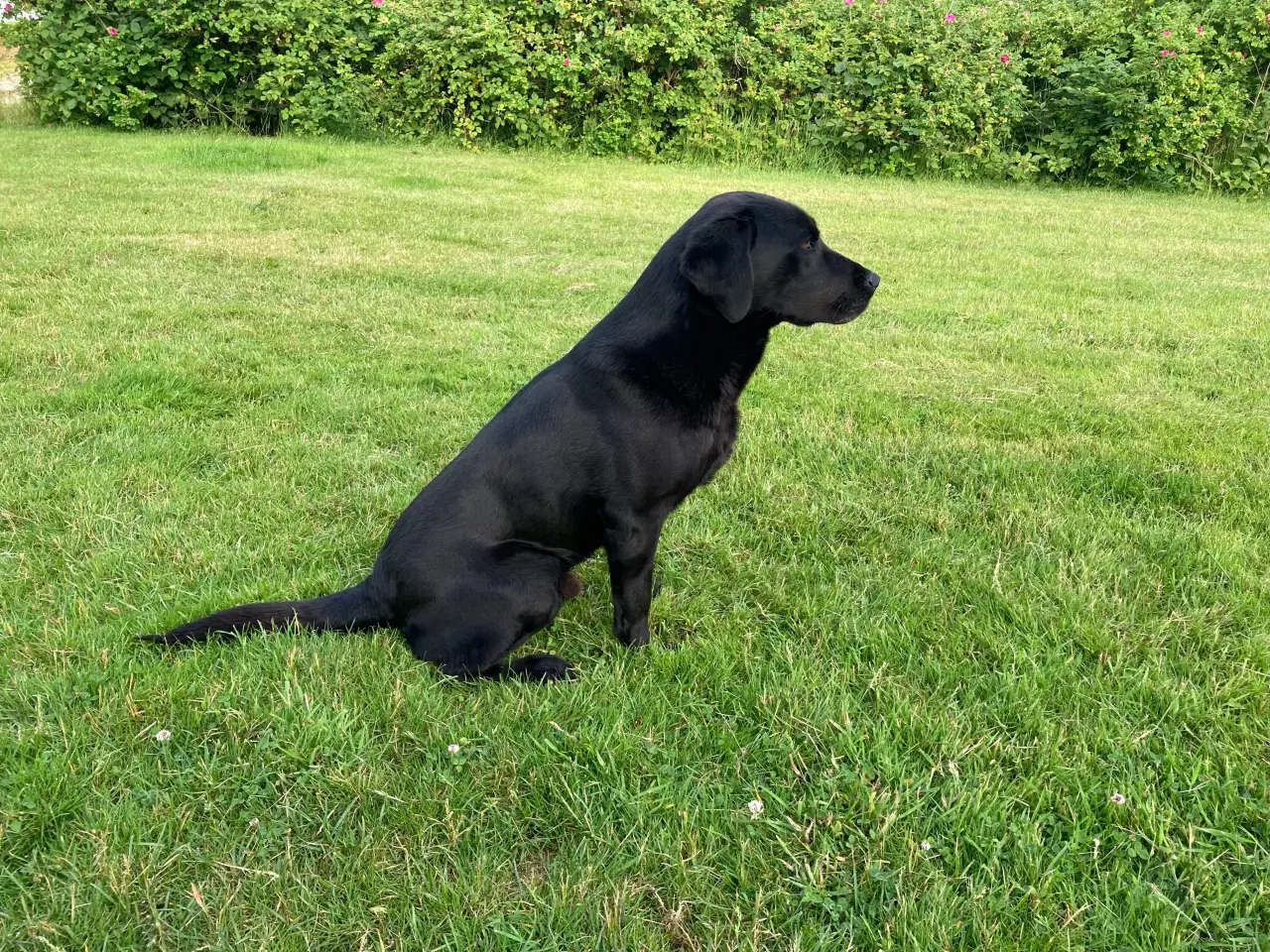 Billede 1 - Hundehvalp labrador F1