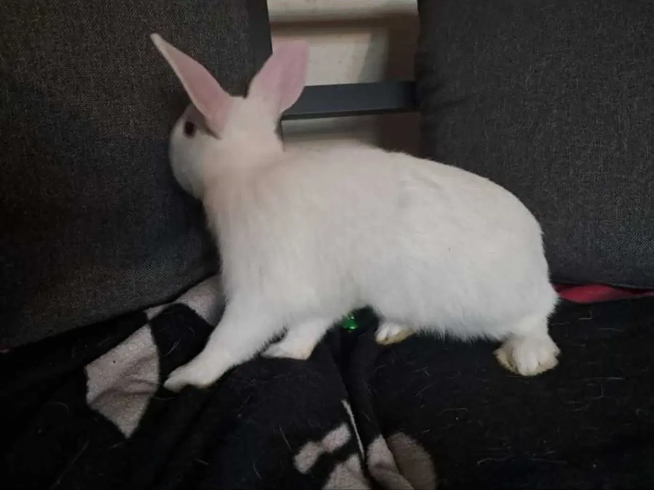 Billede 3 - Søde kaninunger søger nyt hjem