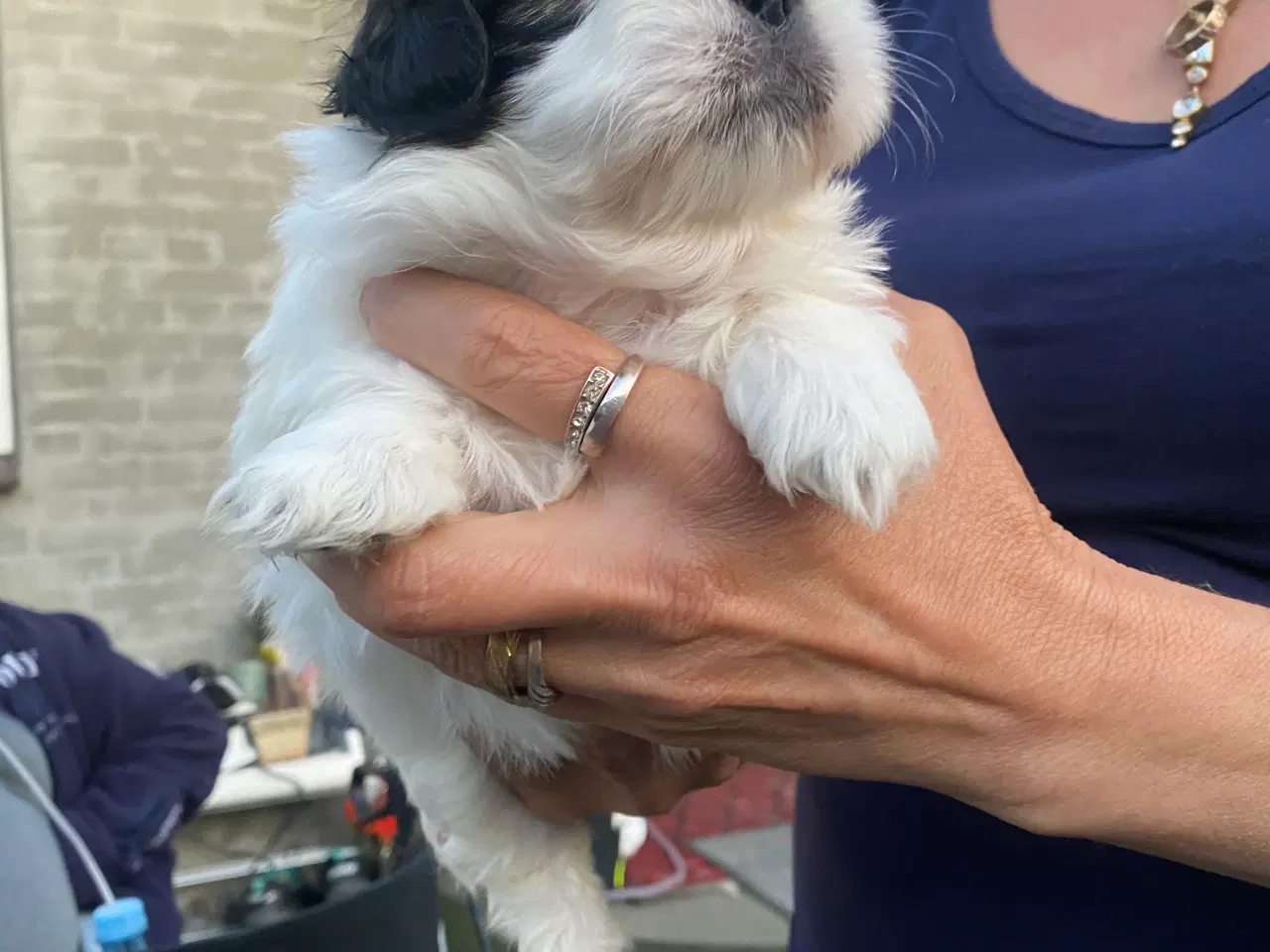 Billede 7 - Shih Tzu Hvalpe salgsklar
