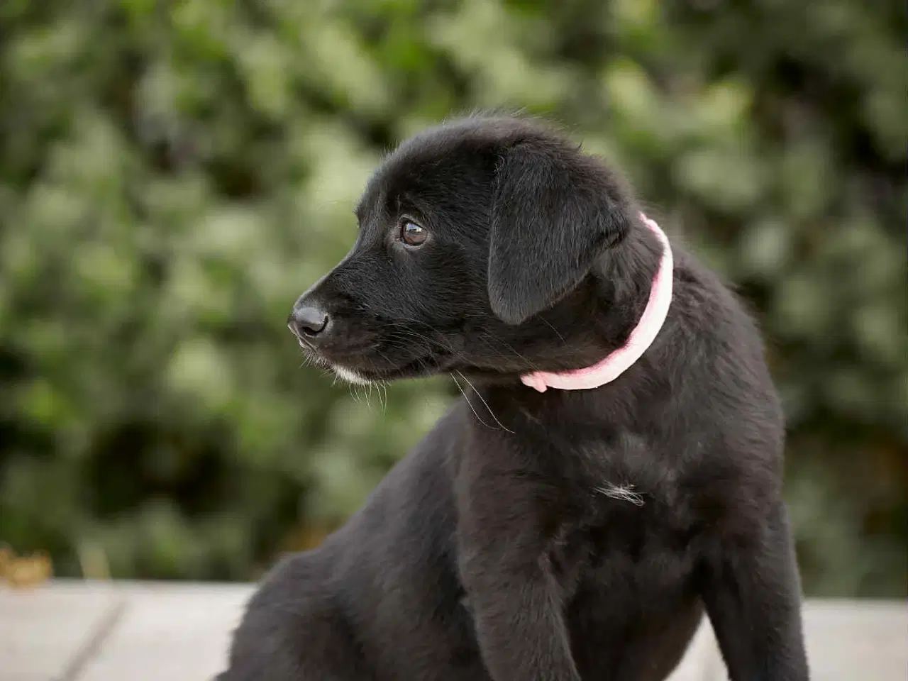 Billede 13 - Adopter A-kuldet💗