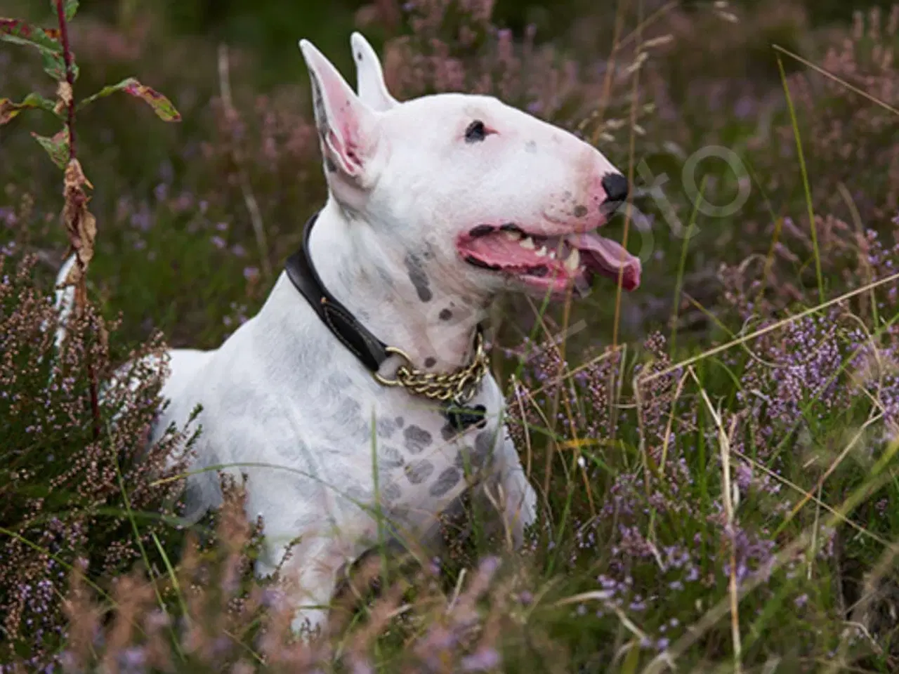 Billede 9 - Hund