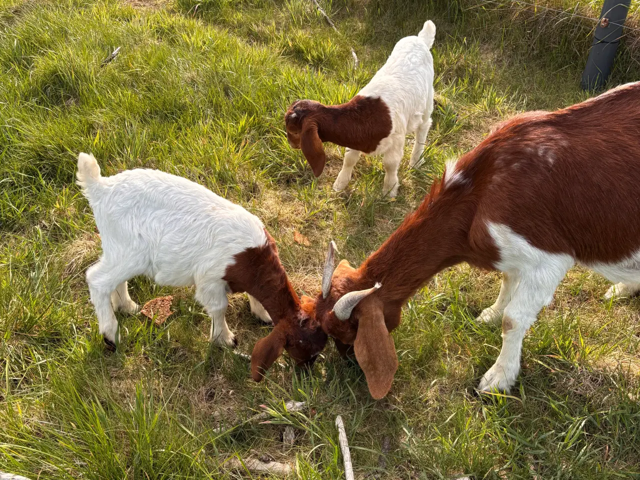 Billede 1 - Boerged med 2 kid
