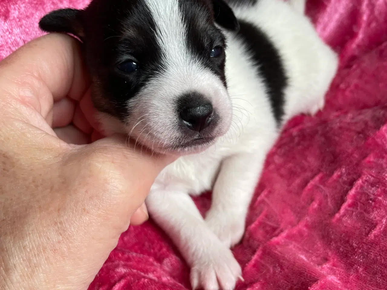 Billede 1 - Dansk svensk Gårdhunde hvalpe 