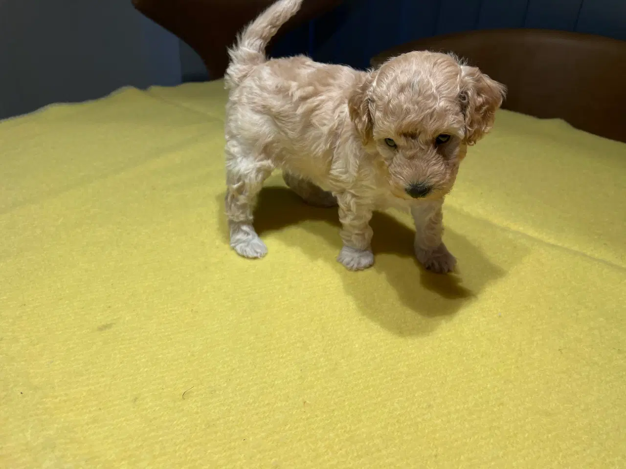 Billede 9 - Puddel hvalpe