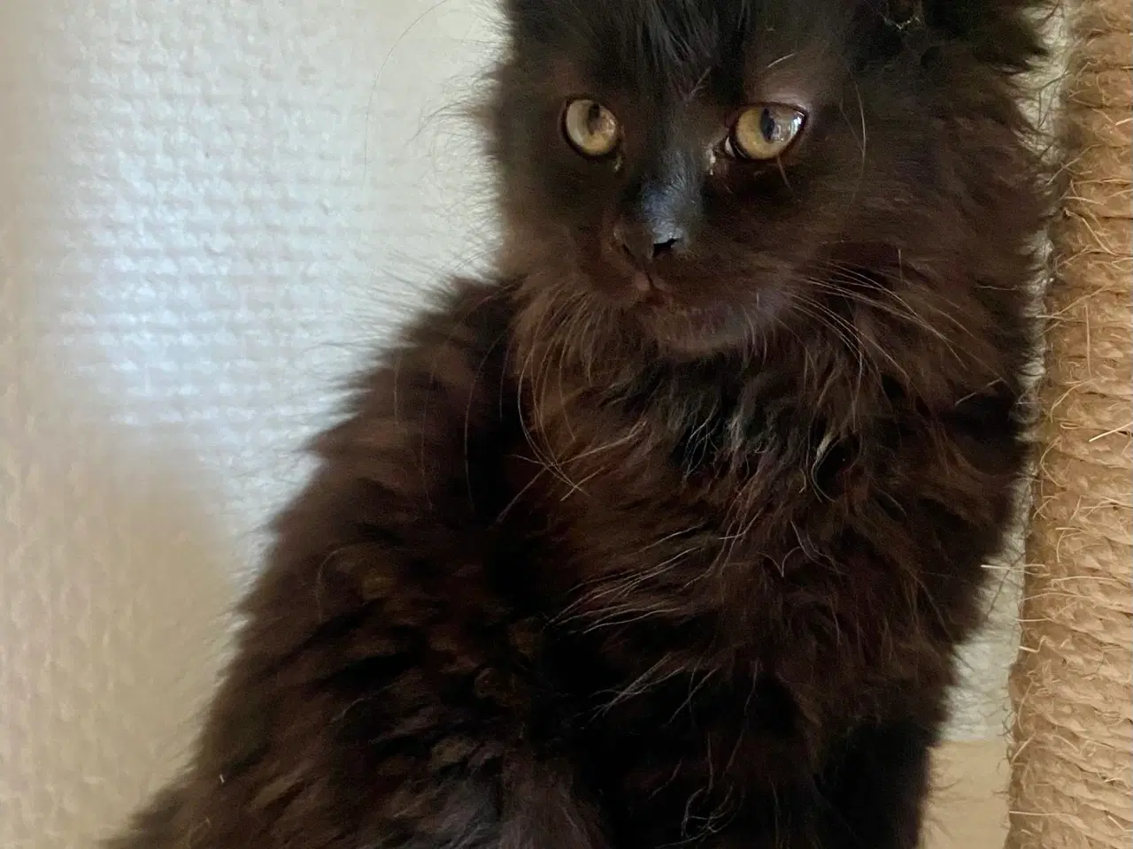 Billede 13 - Maine Coon Perser killinger