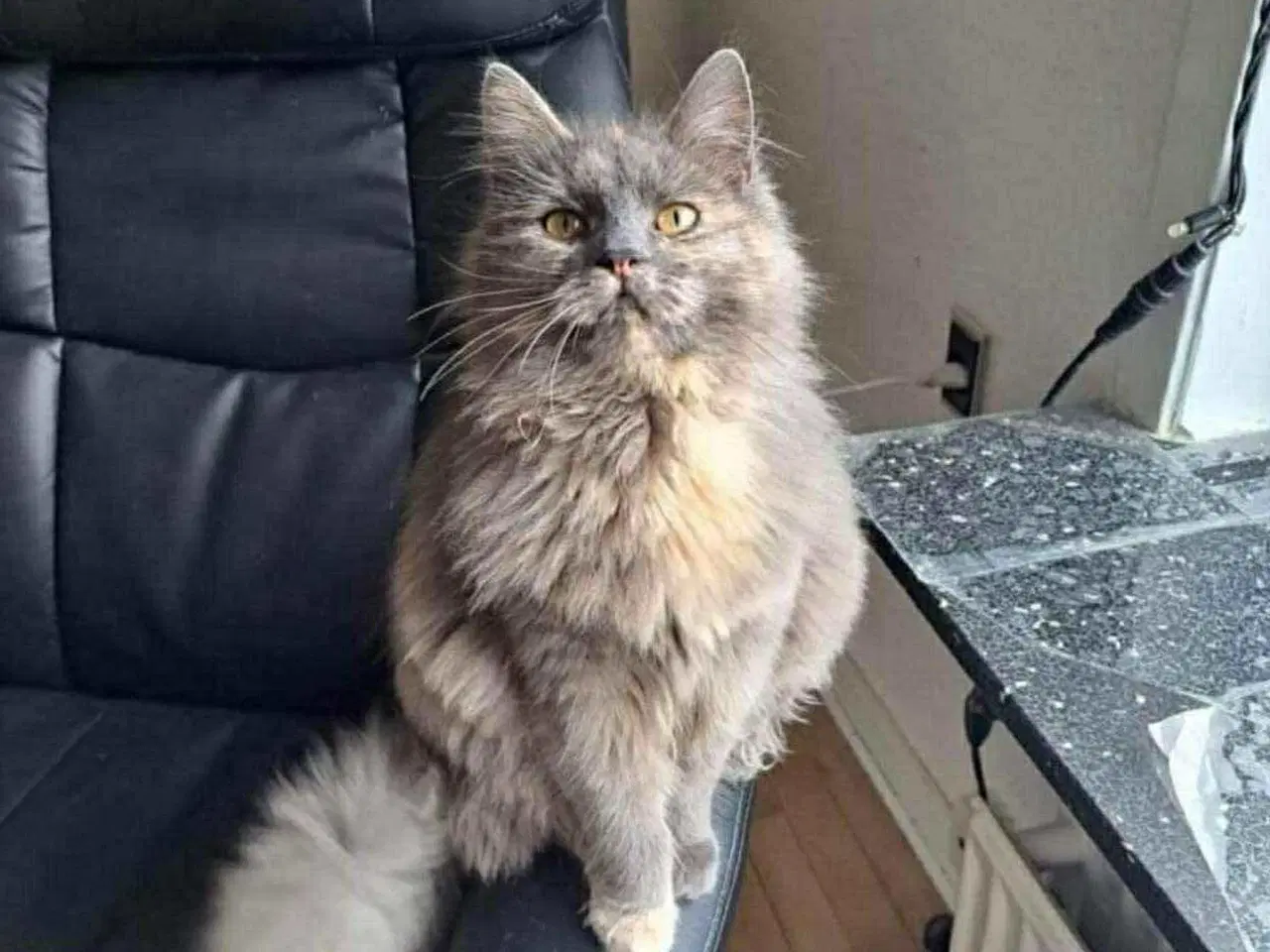 Billede 3 - Hunkat søger nyt hjem 