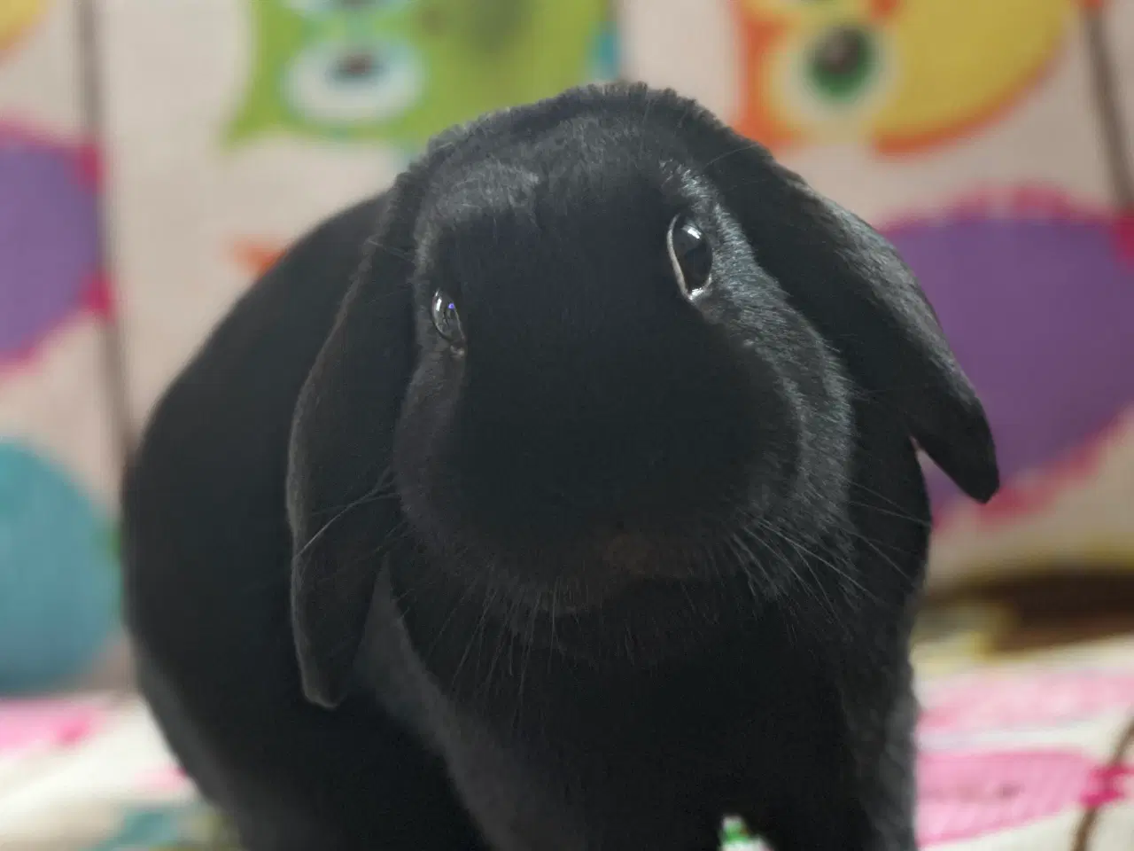 Billede 4 - 2 kaniner gives væk “GRATIS”