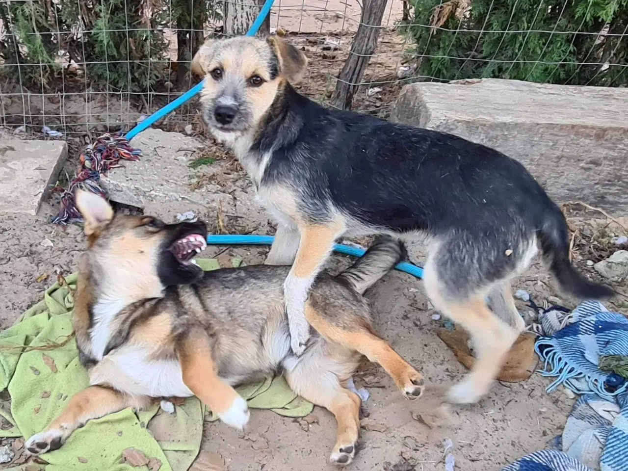 Billede 3 - Charmerende Bruno søger familie 🥰