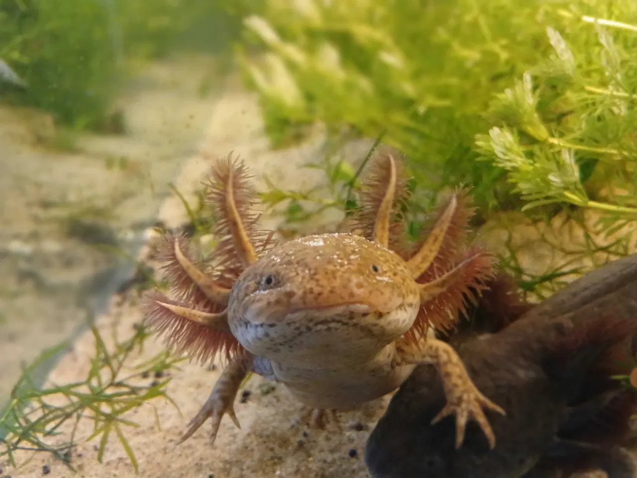 Billede 2 - Axolotl Avlsstamme 