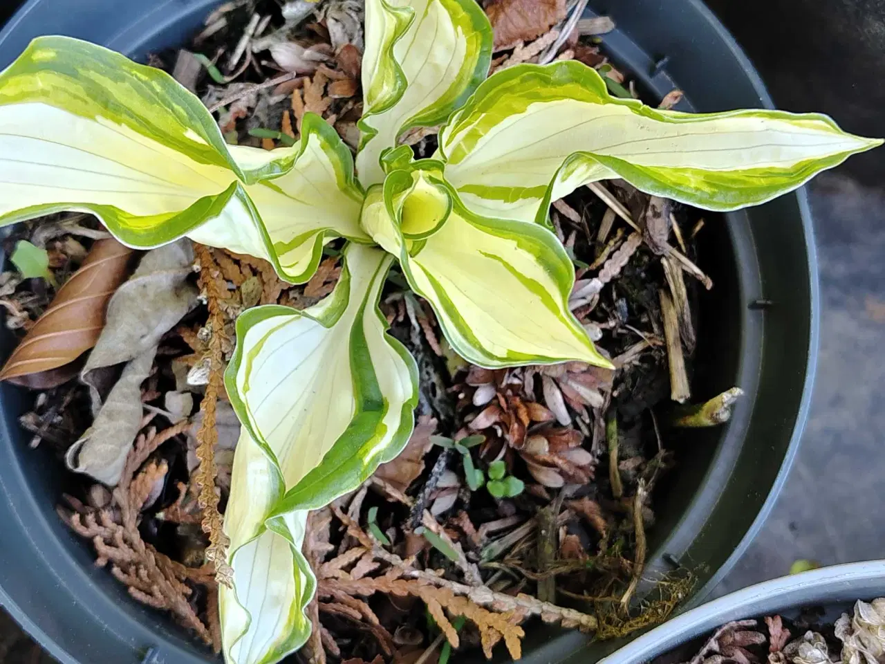 Billede 11 - Hosta i potte 