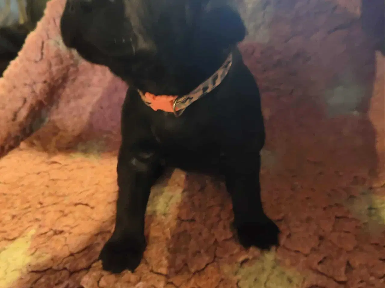 Billede 5 - Dejlige familie blandings basser