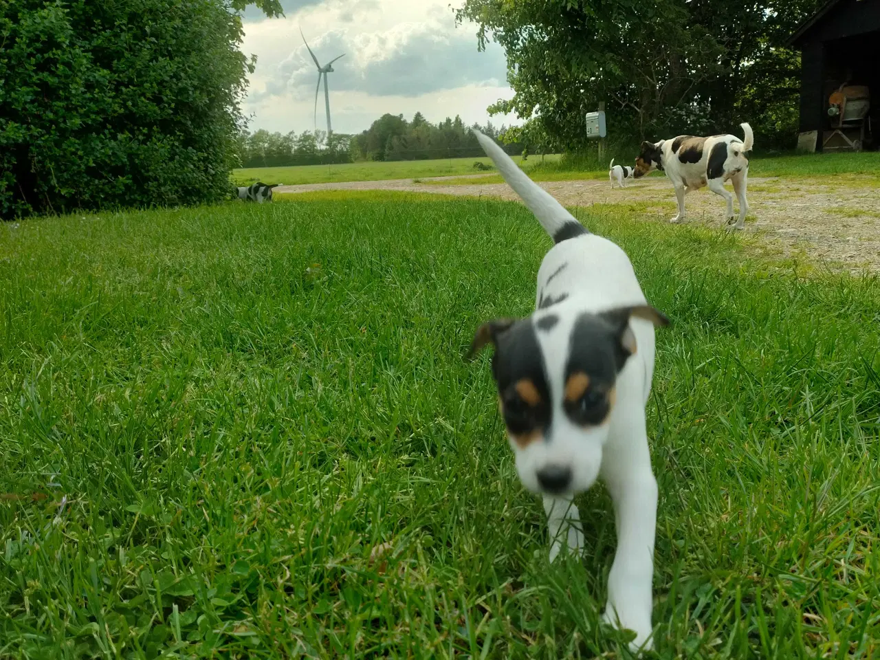 Billede 7 - Hvalpe, Dansk Svensk gårhund 