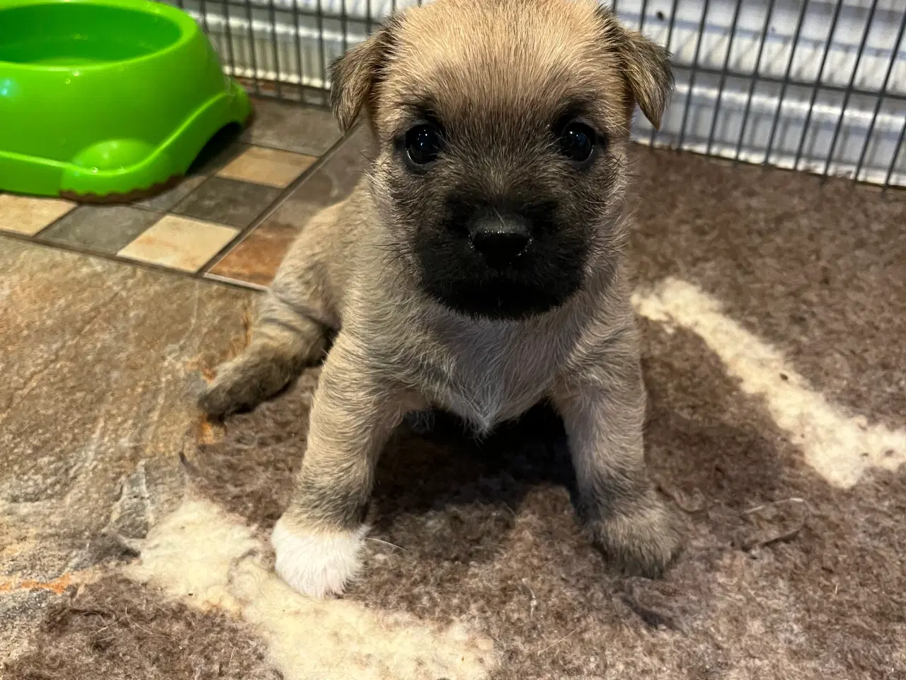 Billede 1 - Cairn terrier hvalpe sælges 