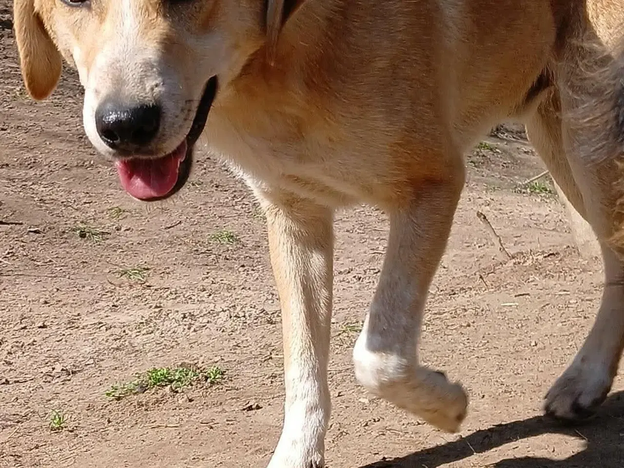 Billede 3 - Dino søger familie