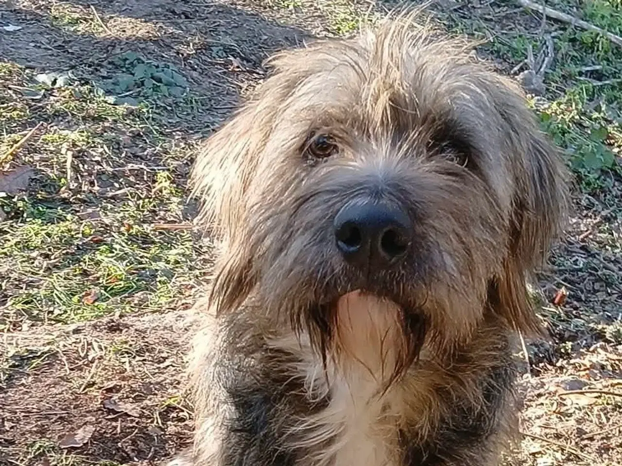 Billede 1 - Sødeste milde j.bieber søger et hjem