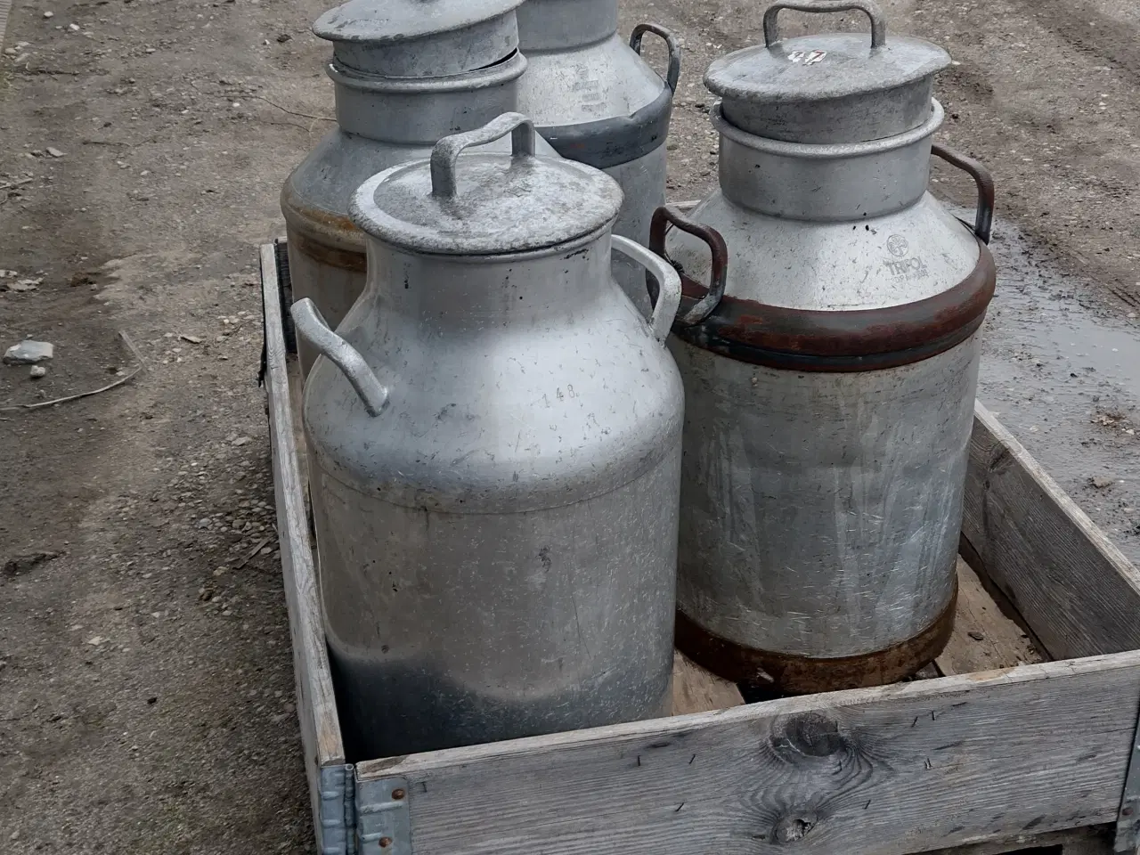 Billede 4 - Mælkejunger 