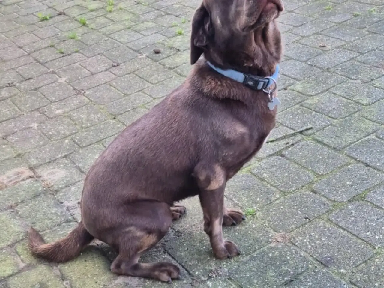 Billede 1 - Labrador formel 1, tæve