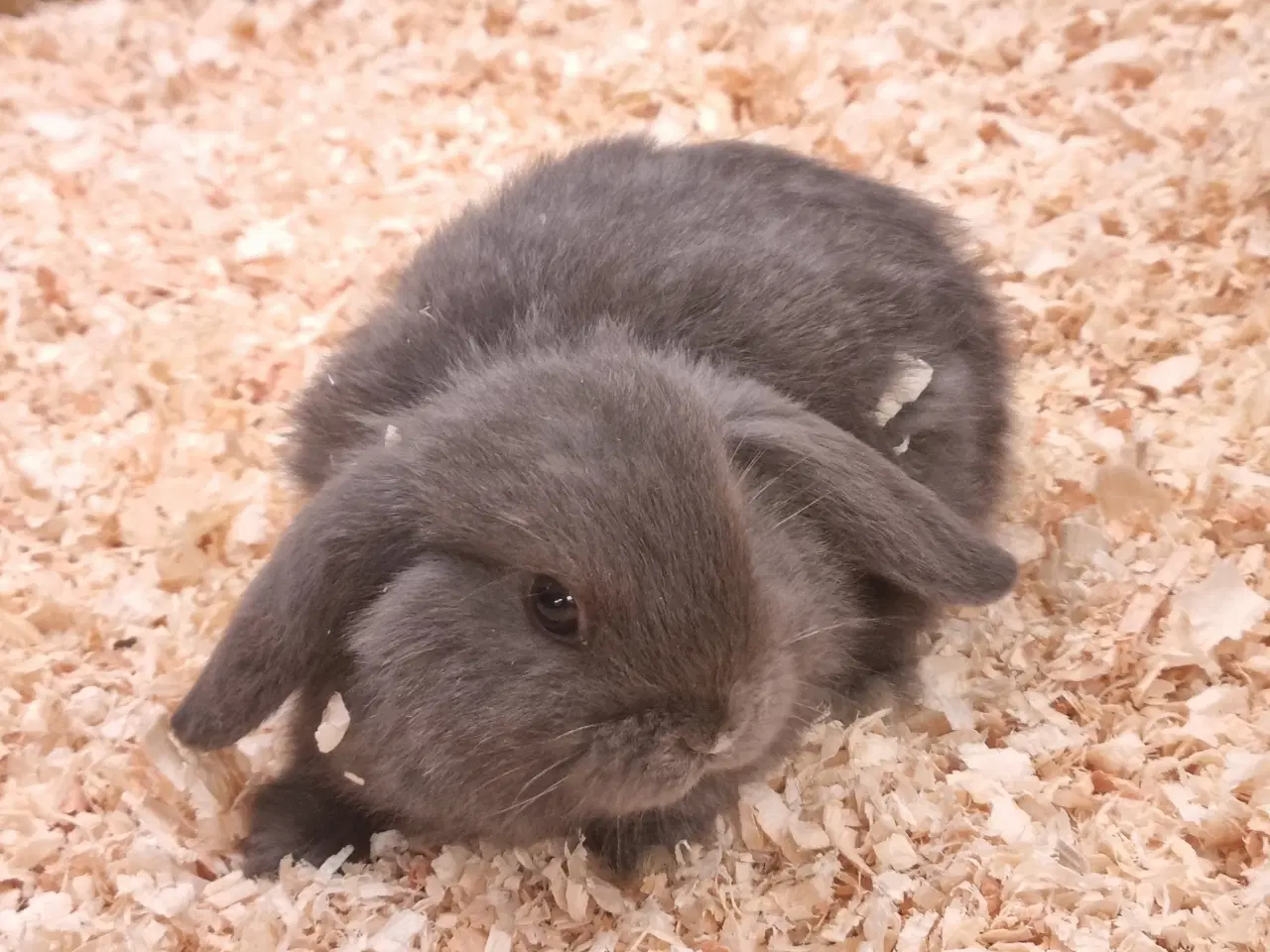 Billede 4 - Mini-lop kaninunger