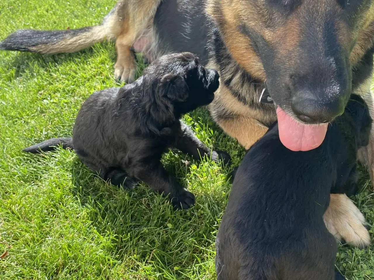 Billede 6 - Hundehvalp Shepadoole
