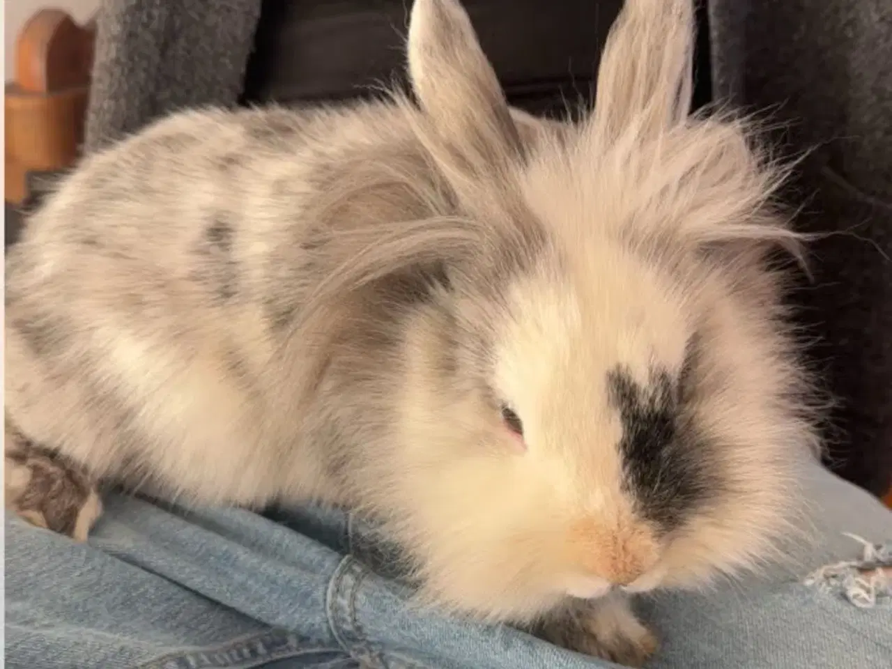 Billede 1 - Løvedhoved/rex hun kanin