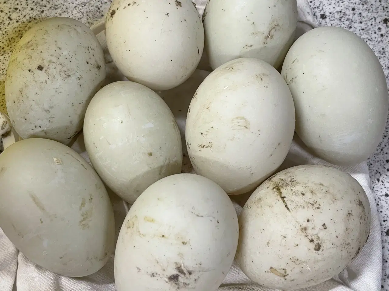 Billede 1 - Rugeæg fra løbeænder