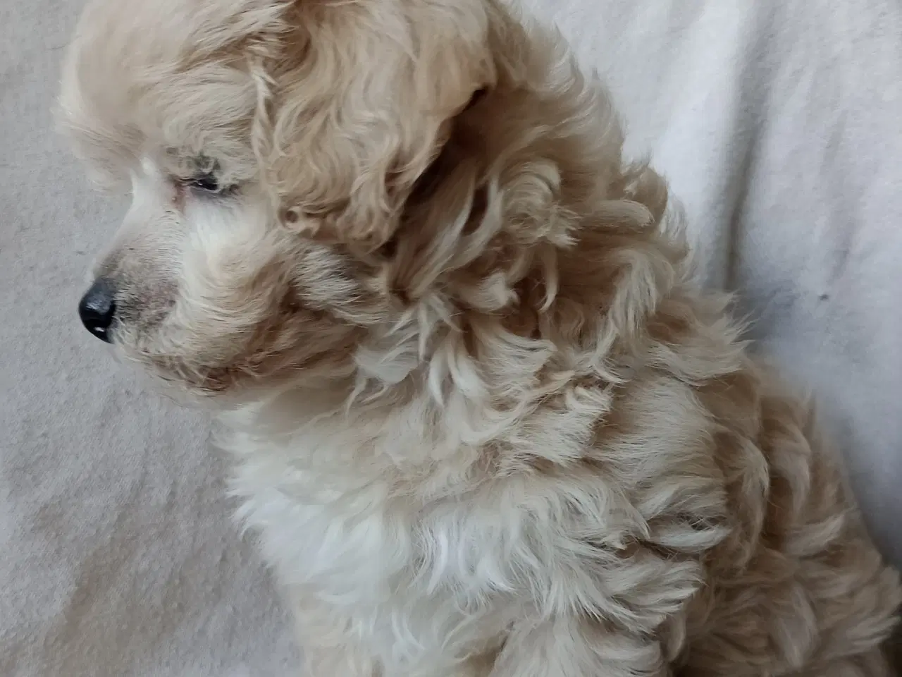 Billede 16 - Maltipoo hvalpe
