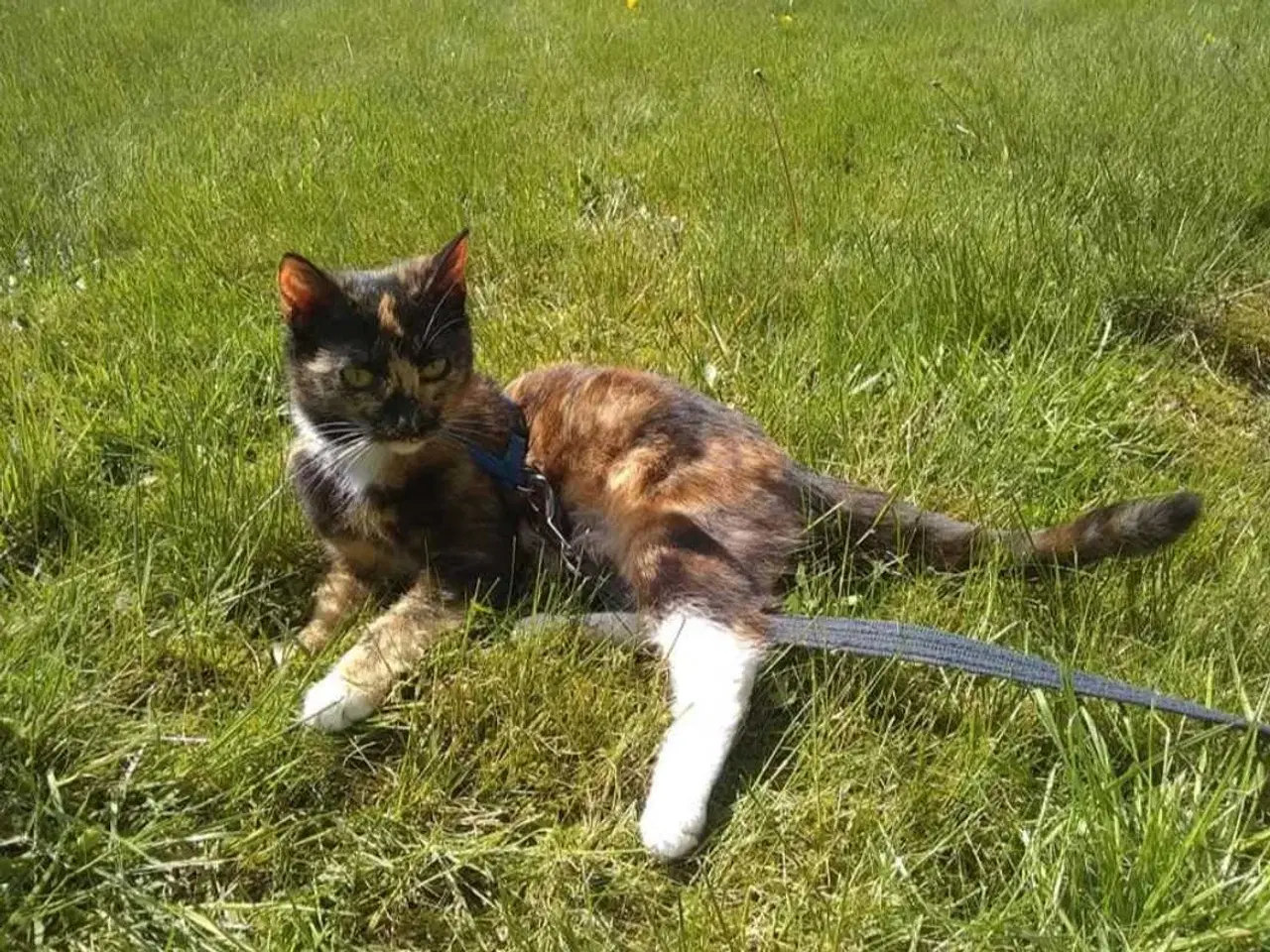 Billede 8 - Rød/Hvid Blandings Hun kat 😺