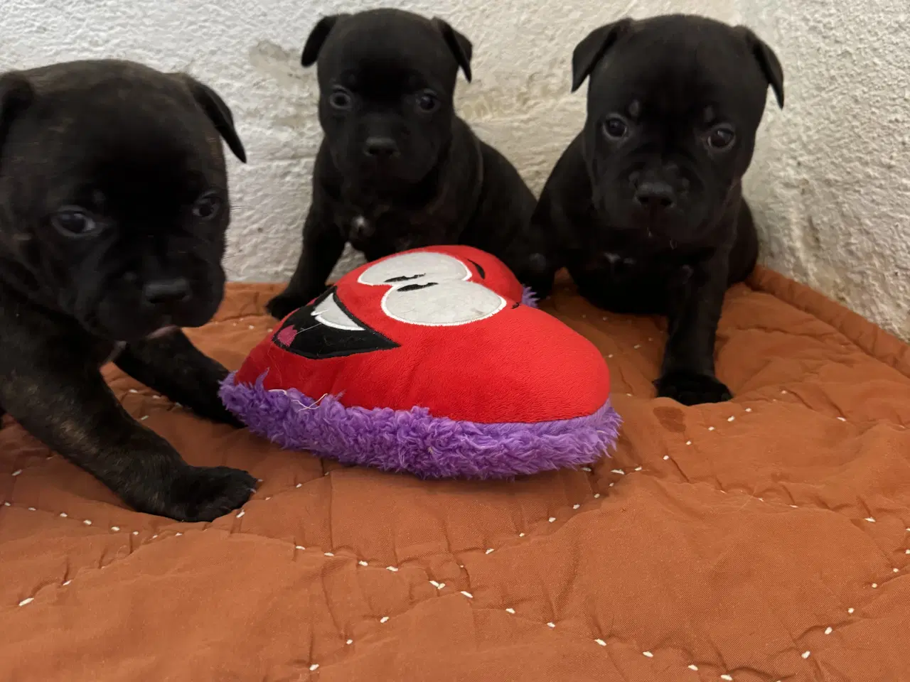 Billede 4 - Flotte Staffer