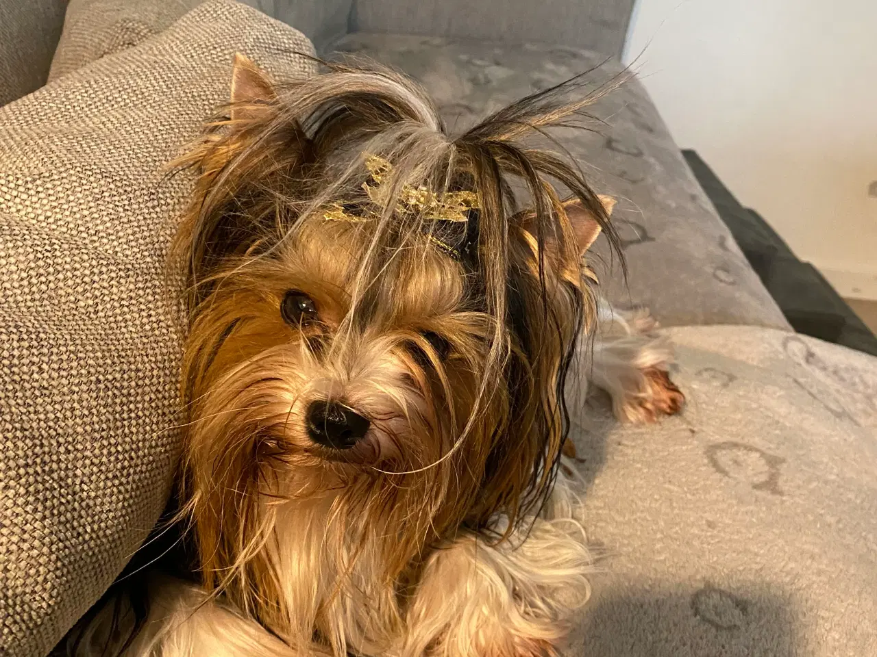 Billede 10 - Biewer til kærligt hjem - gerne pensionister